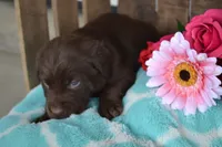 Lola, a female Labrador Retriever for sale in Greenwood, WI – 4 of 4