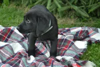 Ben, a male Labrador Retriever for sale in Greenwood, WI – 3 of 4