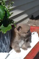 Western, a male Pomeranian for sale in Greenwood, WI – 2 of 8