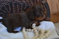 Snoopy, a male Dachshund for sale in Greenwood, WI – 3 of 8