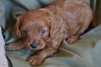 Biscuit, a male Cavapoo for sale in Greenwood, WI – 1 of 5