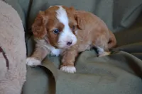 Bubbles, a male Cavapoo for sale in Greenwood, WI – 4 of 4