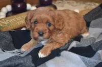 Kiwi, a female Cavapoo for sale in Greenwood, WI – 5 of 6