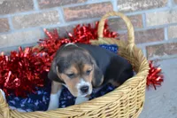 Tack, a male Puggle for sale in Greenwood, WI – Photo 6 of 8