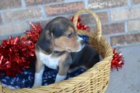 Tack, a male Puggle for sale in Greenwood, WI – Photo 2 of 8