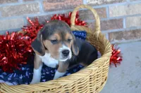 Tack, a male Puggle for sale in Greenwood, WI – Photo 1 of 8