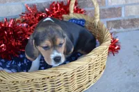 Tack, a male Puggle for sale in Greenwood, WI – Photo 7 of 8