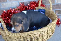 Tack, a male Puggle for sale in Greenwood, WI – Photo 8 of 8