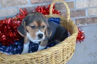 Tack, a male Puggle for sale in Greenwood, WI – Photo 3 of 8