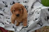 Rosy, a female Golden Retriever for sale in Greenwood, WI – 3 of 4