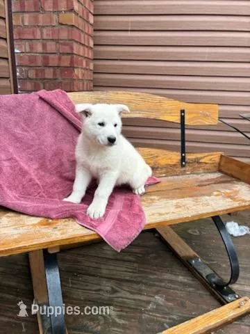 Sage – German Shepherd Dog puppy for sale in Greenwood, WI