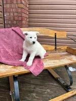 Sage, a female German Shepherd Dog for sale in Greenwood, WI – Photo 6 of 10