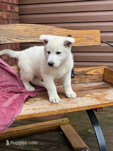 Sage – German Shepherd Dog puppy for sale in Greenwood, WI