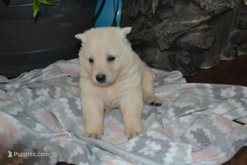 Sage – German Shepherd Dog puppy for sale in Greenwood, WI