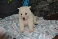 Sage, a female German Shepherd Dog for sale in Greenwood, WI – Photo 1 of 10