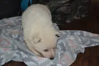 Sage, a female German Shepherd Dog for sale in Greenwood, WI – Photo 5 of 10