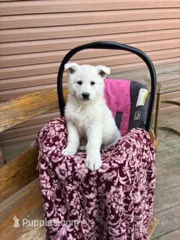 Sage – German Shepherd Dog puppy for sale in Greenwood, WI