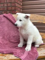 Sage, a female German Shepherd Dog for sale in Greenwood, WI – Photo 3 of 10