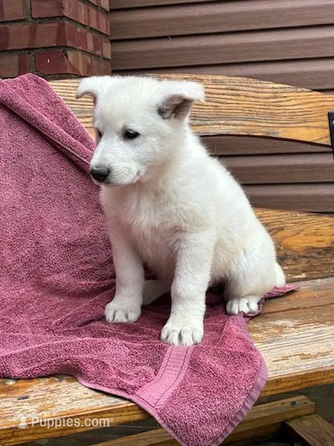 Sage – German Shepherd Dog puppy for sale in Greenwood, WI