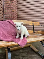 Sage, a female German Shepherd Dog for sale in Greenwood, WI – Photo 5 of 10