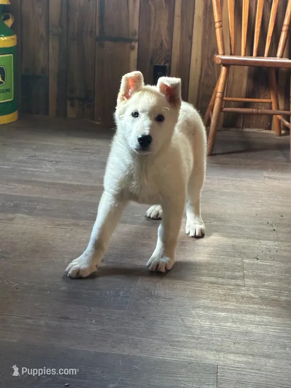 Sage – German Shepherd Dog puppy for sale in Greenwood, WI