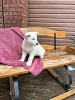 Sage, a female German Shepherd Dog for sale in Greenwood, WI – Photo 4 of 10