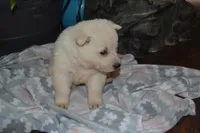 Sage, a female German Shepherd Dog for sale in Greenwood, WI – Photo 6 of 10