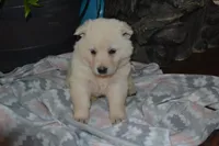 Sage, a female German Shepherd Dog for sale in Greenwood, WI – Photo 3 of 10