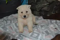 Sage, a female German Shepherd Dog for sale in Greenwood, WI – Photo 2 of 10