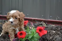 Casey, a male Cavapoo and Poodle - Miniature  for sale in Greenwood, WI – 2 of 4