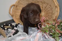 Daisy, a female Labrador Retriever for sale in Greenwood, WI – Photo 4 of 8