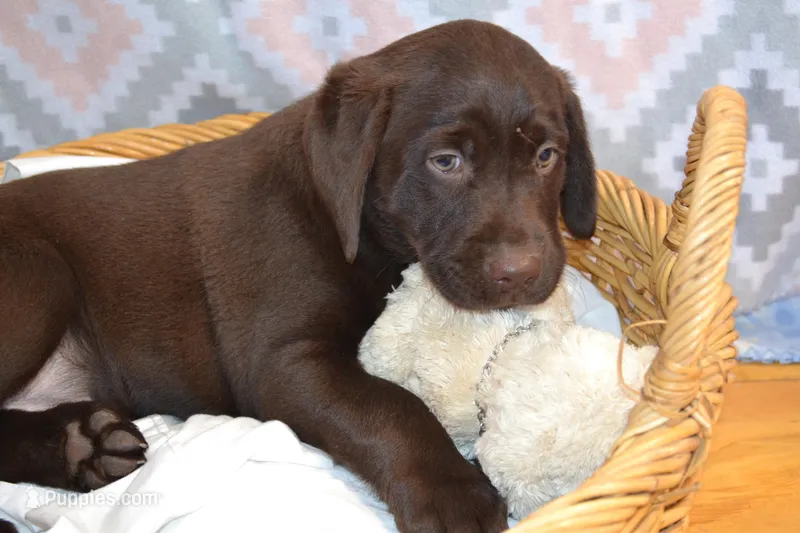 Daisy – Labrador Retriever puppy for sale in Greenwood, WI