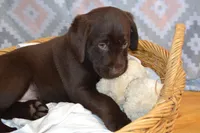 Daisy, a female Labrador Retriever for sale in Greenwood, WI – Photo 3 of 9