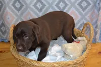 Daisy, a female Labrador Retriever for sale in Greenwood, WI – Photo 4 of 9
