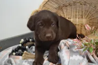 Daisy, a female Labrador Retriever for sale in Greenwood, WI – Photo 1 of 8