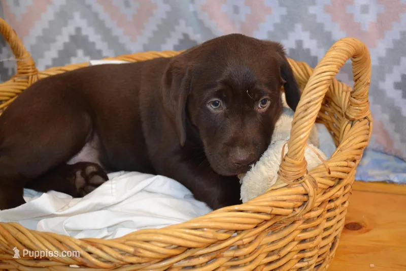 Daisy – Labrador Retriever puppy for sale in Greenwood, WI