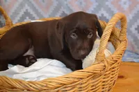 Daisy, a female Labrador Retriever for sale in Greenwood, WI – Photo 1 of 9