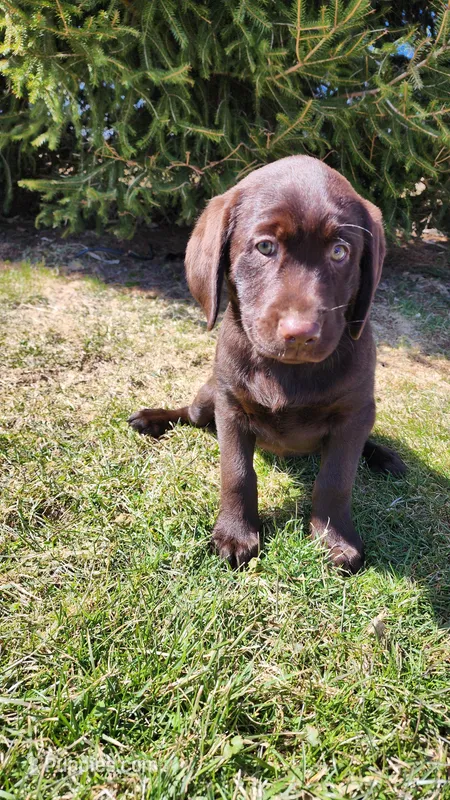 Daisy – Labrador Retriever puppy for sale in Greenwood, WI