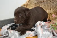 Daisy, a female Labrador Retriever for sale in Greenwood, WI – Photo 2 of 8