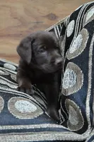 Lilla , a female Labrador Retriever for sale in Greenwood, WI – 4 of 4