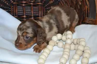 Sugar, a female Dachshund for sale in Greenwood, WI – 3 of 8