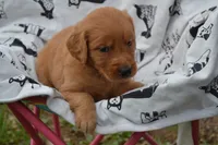 Ginger, a female Golden Retriever for sale in Greenwood, WI – 2 of 4