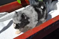 Willow, a female Pomeranian for sale in Greenwood, WI – 4 of 8