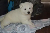 Summer, a female German Shepherd Dog for sale in Greenwood, WI – Photo 2 of 10