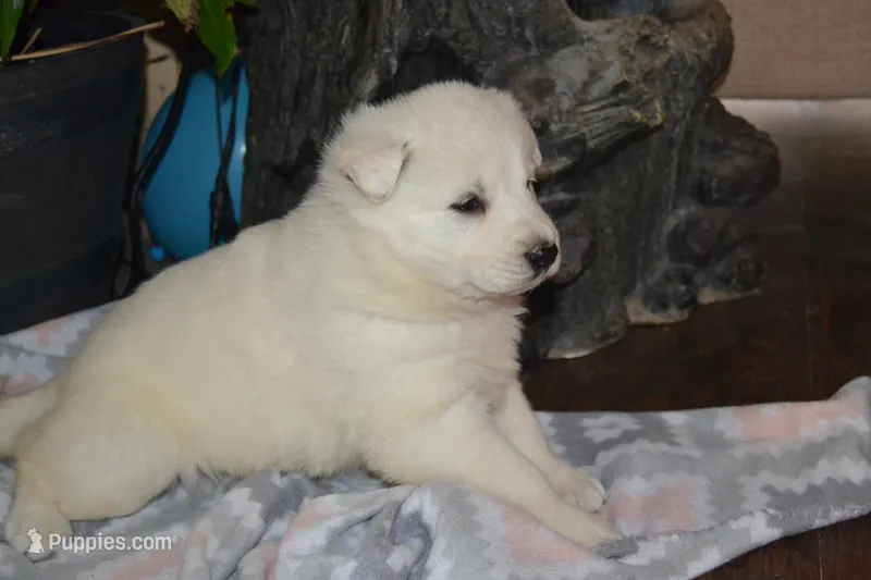 Summer – German Shepherd Dog puppy for sale in Greenwood, WI