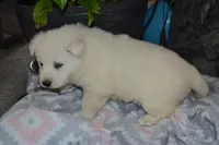Summer, a female German Shepherd Dog for sale in Greenwood, WI – Photo 4 of 10