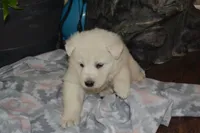 Summer, a female German Shepherd Dog for sale in Greenwood, WI – Photo 5 of 10