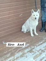 Summer, a female German Shepherd Dog for sale in Greenwood, WI – Photo 9 of 10