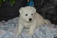 Summer, a female German Shepherd Dog for sale in Greenwood, WI – Photo 3 of 10