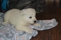 Summer, a female German Shepherd Dog for sale in Greenwood, WI – Photo 6 of 10